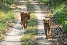Tigers