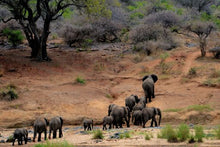 Herd of elephants