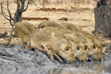 Best of Botswana and Zimbabwe