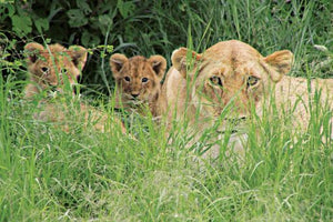 Lions hiding in the grass