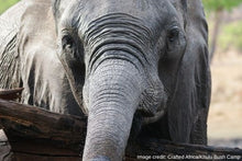 Khulu Bush Camp - Elephant