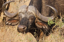 Buffalo