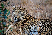 Leopard