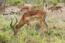 Impala