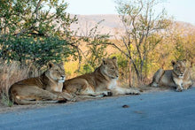 Lions