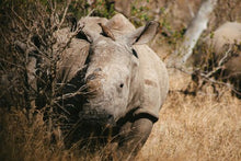 Rhino