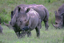 Lake Nakuru Lodge - Rhino