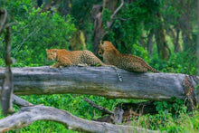 Kenya & Tanzania Classic Safari
