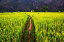 Laos - Ricefield