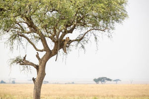 Serengeti - Leopard in Tree