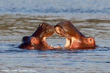 Liwonde National Park - Hippos