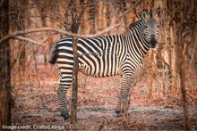 Liwonde National Park - Zebra