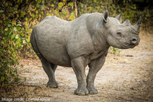 Liwonde National Park - Rhido