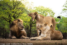 Liwonde National Park - Lions