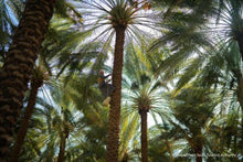 Man harvesting dates-image credit Saudi Tourism Authority