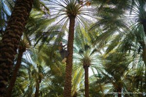 Man harvesting dates-image credit Saudi Tourism Authority