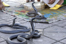 Marrakech - Snakes in Djemaa Fna Square