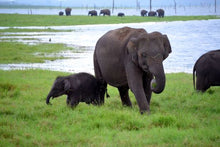 Minneriya National Park - Elephants
