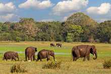 Minneriya National Park