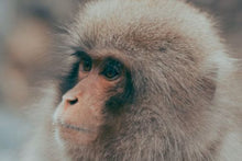 Snow Monkey