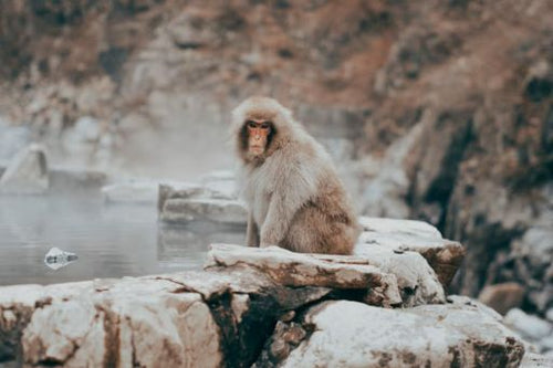 Snow Monkey