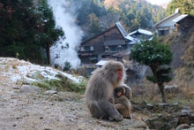 Snow Monkeys