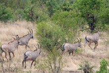 Nantwich Lodge - Hwange National Park - wildlife
