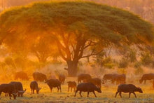 Best of Botswana and Zimbabwe