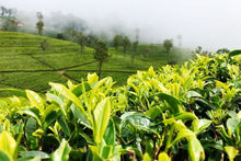 Nuwara Eliya