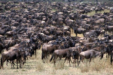 Small Group Northern Tanzania Adventure Safari
