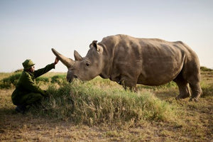 Rhino - Tambarare Camp Activities