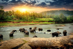 Elephants