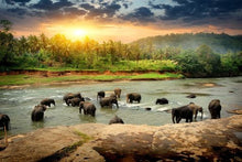 elephants