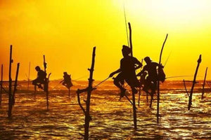 Stilt Fishermen
