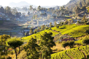 Sri Lanka landscape