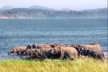 Minneriya National Park - Elephants
