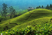 Tea Plantation