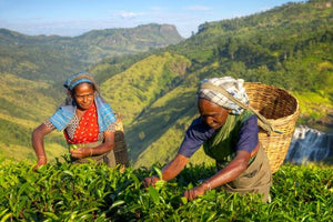 Tea Pluckers