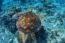 Sea Turtle
