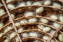 Silkworm cocoons
