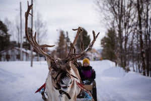 Sami Reindeer Experience