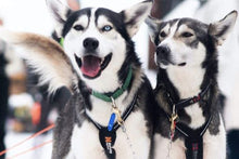 Husky dogsledding
