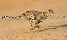 Quintessential South Africa