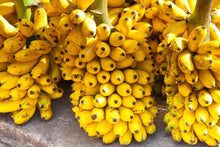 Bunches of bananas