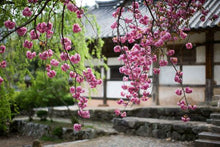 Suncheon_Seonamsa Temple