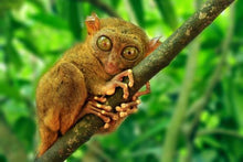 Bohol_Tarsier