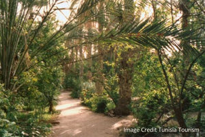 Tozeur - Image Credit Tunisia Tourism
