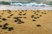 Turtle hatchlings