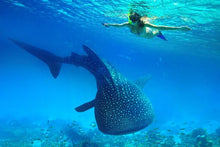 Whale Shark Snorkelling