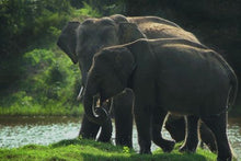 Yala National Park - Elephants